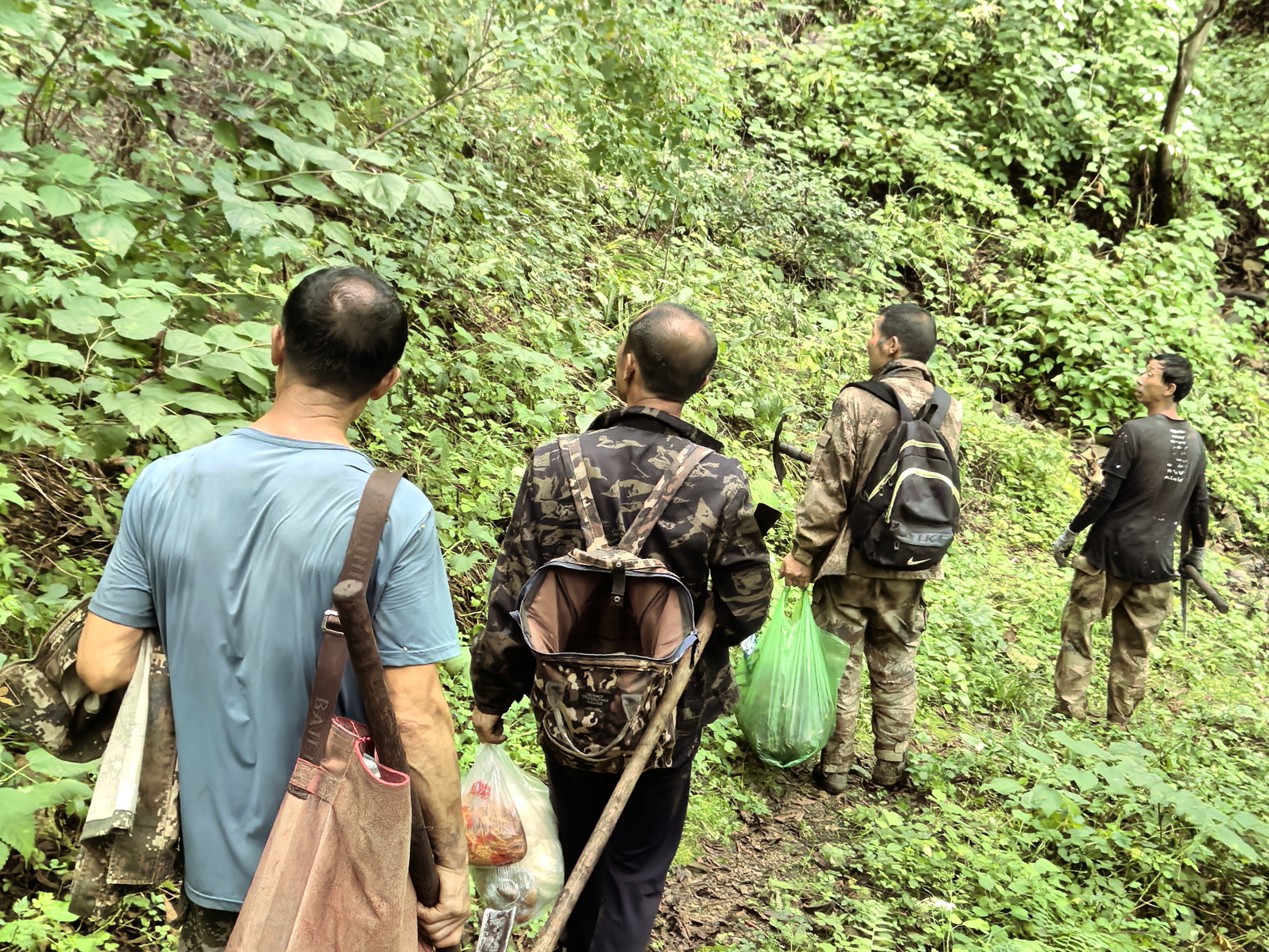 林下山参林下“金”-播种后在深山