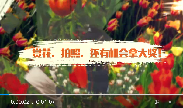“春语绿园·郁金香之恋”摄影比赛线上启动