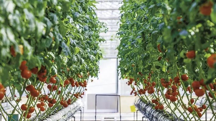 “新技术”下培育小番茄