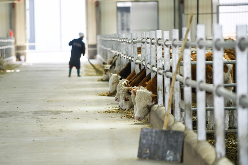 看吉林牛产业如何越做越“牛”