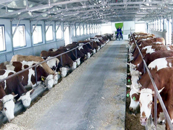 蛟河市着力打造千万头肉牛产业基地